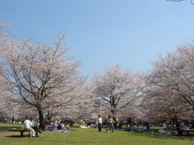 2010sakura2