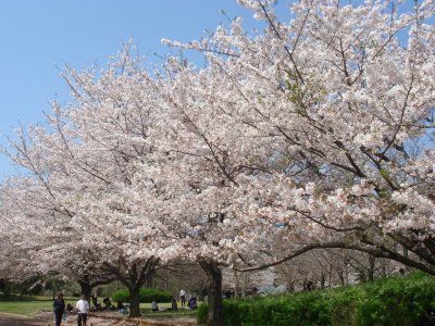 2010sakura6