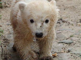 knut2