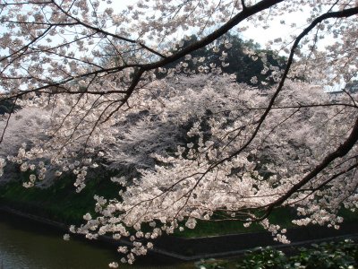 sakura6